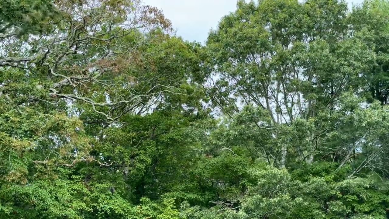 Hamptons Treescape- Birds Chirping, Wind Blowing, Leaves Rustling