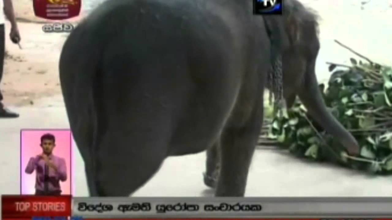 Illegal jombos with Uduwe Thero