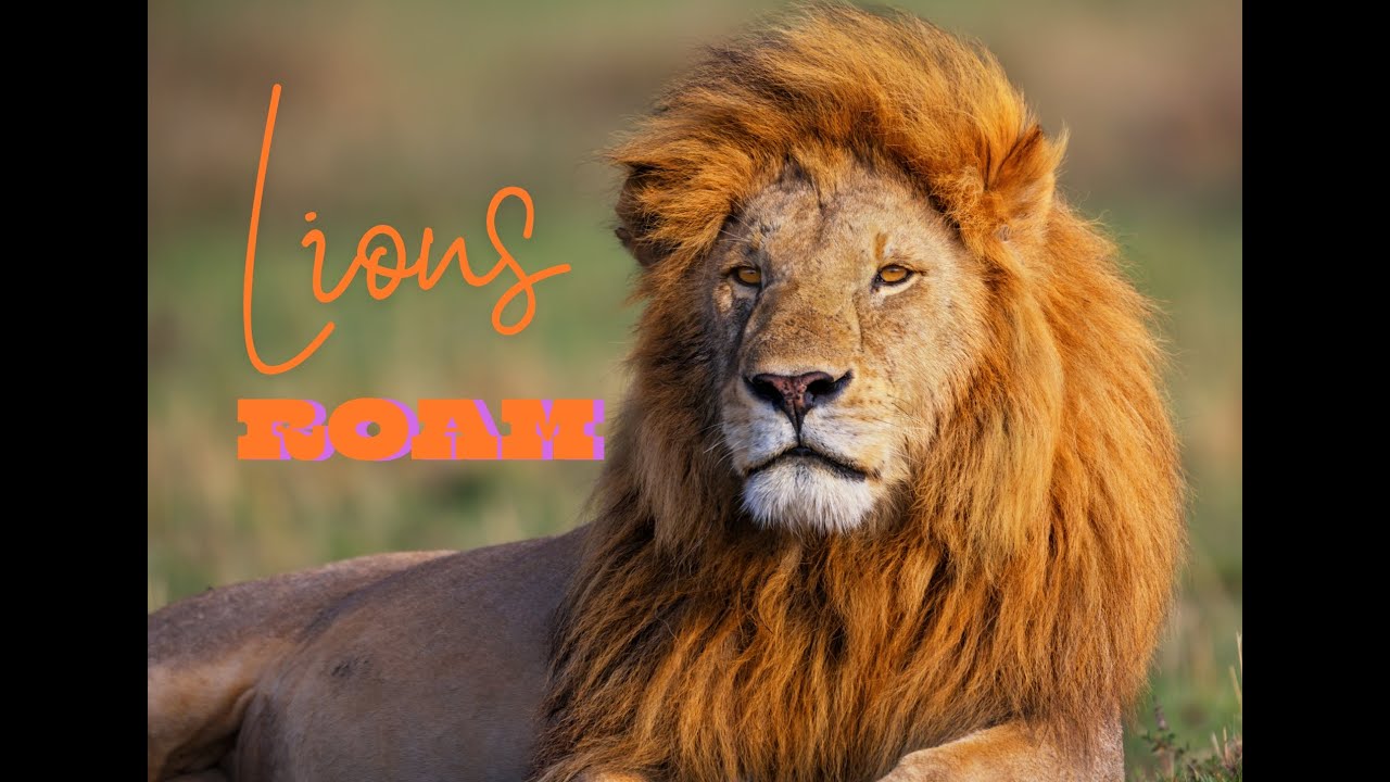 Where Lions Roam | Kids Cartoon Song | Kindergarten Nursery Rhymes | Storybook Song | Bedtime Music