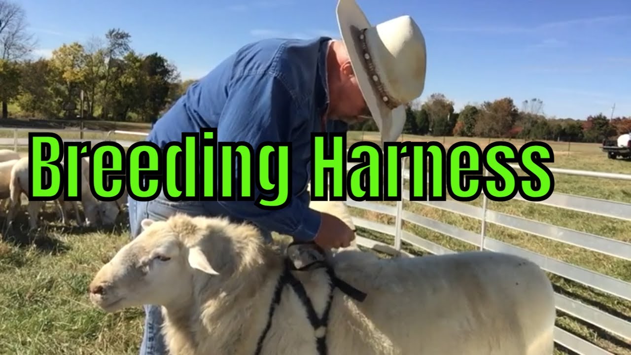 Changing colors on the sheep breeding harness