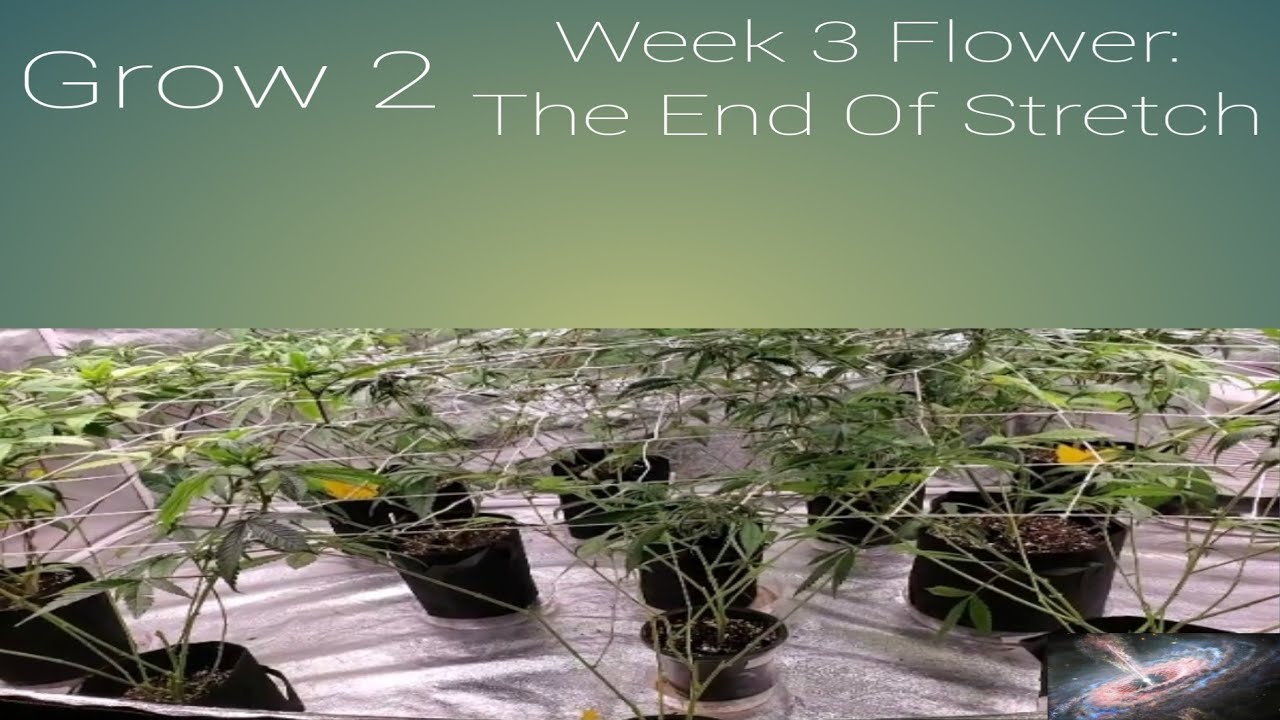 Grow 2 - Week 3, Day 2 Of Flower The End of The Stretch + Lollipopping and Heavily Defoliating