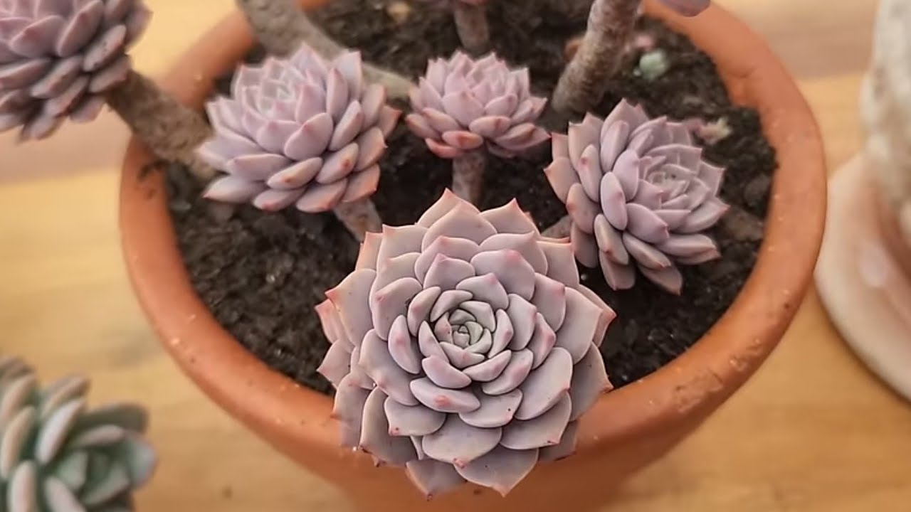 Série - Suculentas Lindas e fáceis de cultivar 2 ° Epsódio - muitas dicas sobre essas espécies.