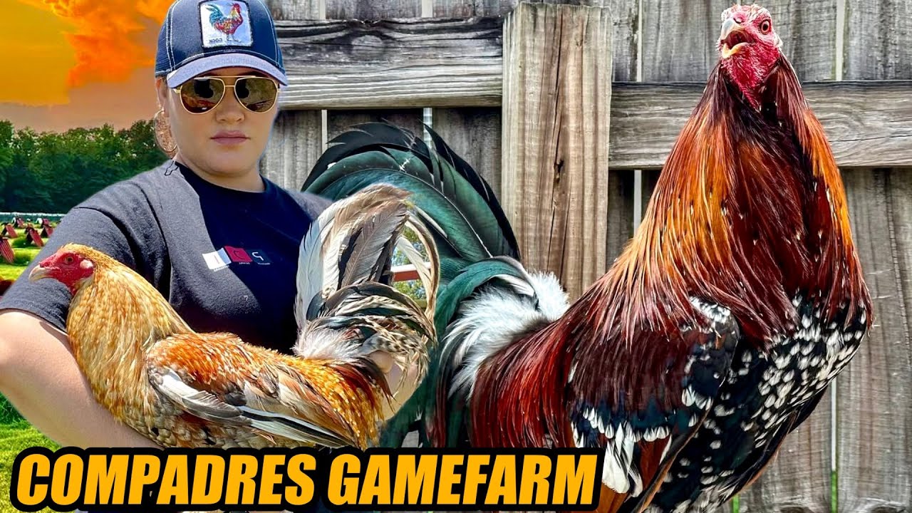 Bulik Dom Hatch Kelso And Spangled Hatch Oklahoma | COMPADRES GAMEFARM