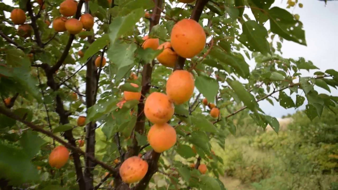 Абрикос Харкот (28 июня) - Агро Сад