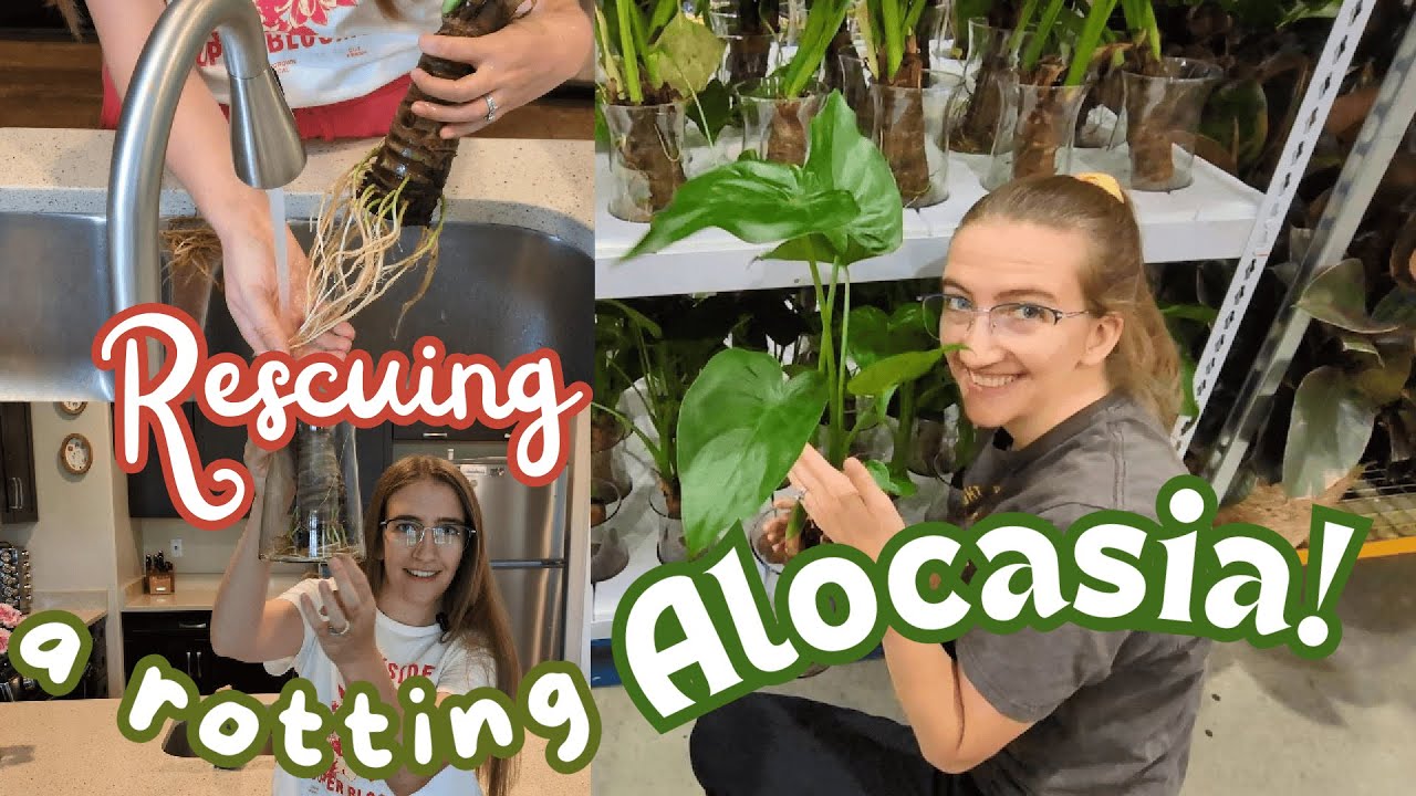 Rescuing a Rotting Hydroponic Alocasia at Costco