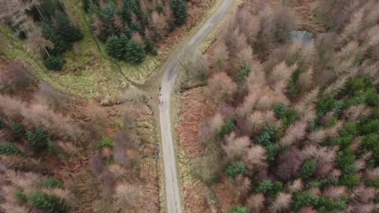 SILTON FOREST 
