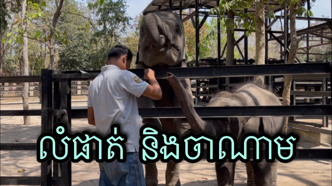 មកលេង លំផាត់ និងចាណាម