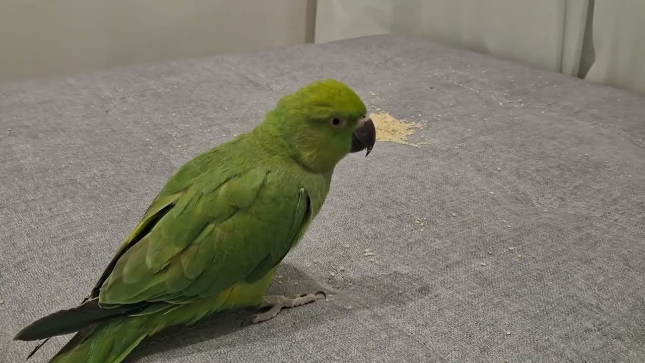 He likes sesame.😄😃#parrot 