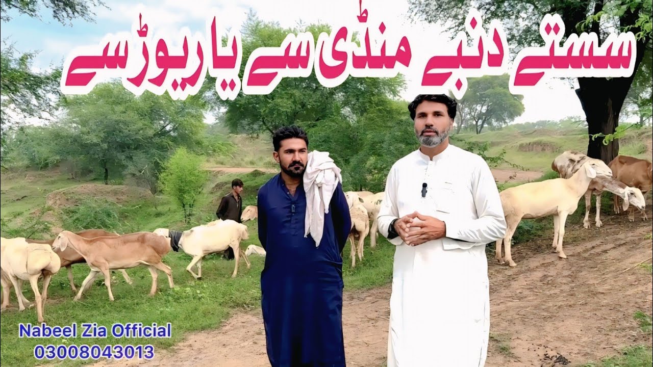 گھبن ترکی بھیڑیں منڈی سے خریدیں یا ریوڑوں سے 
