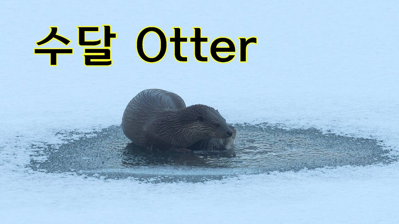 2026 이른 아침, 부지런한 충주 수달