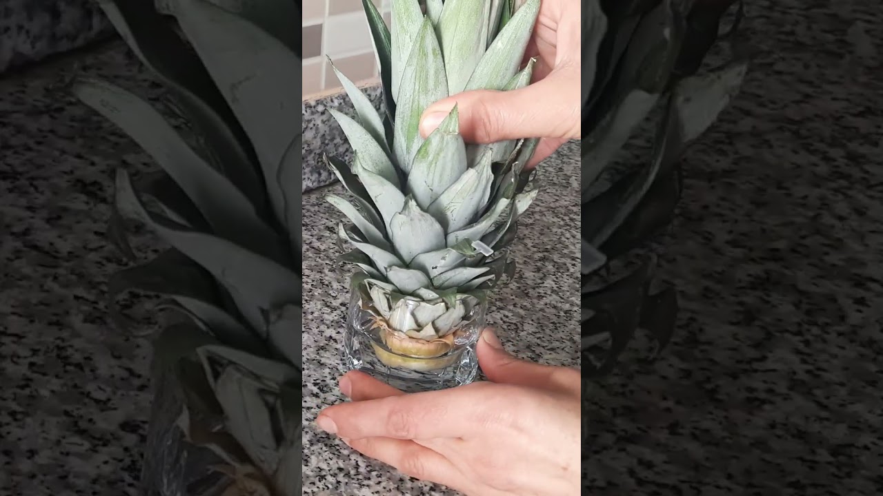 Ananas k&ouml;klendirme