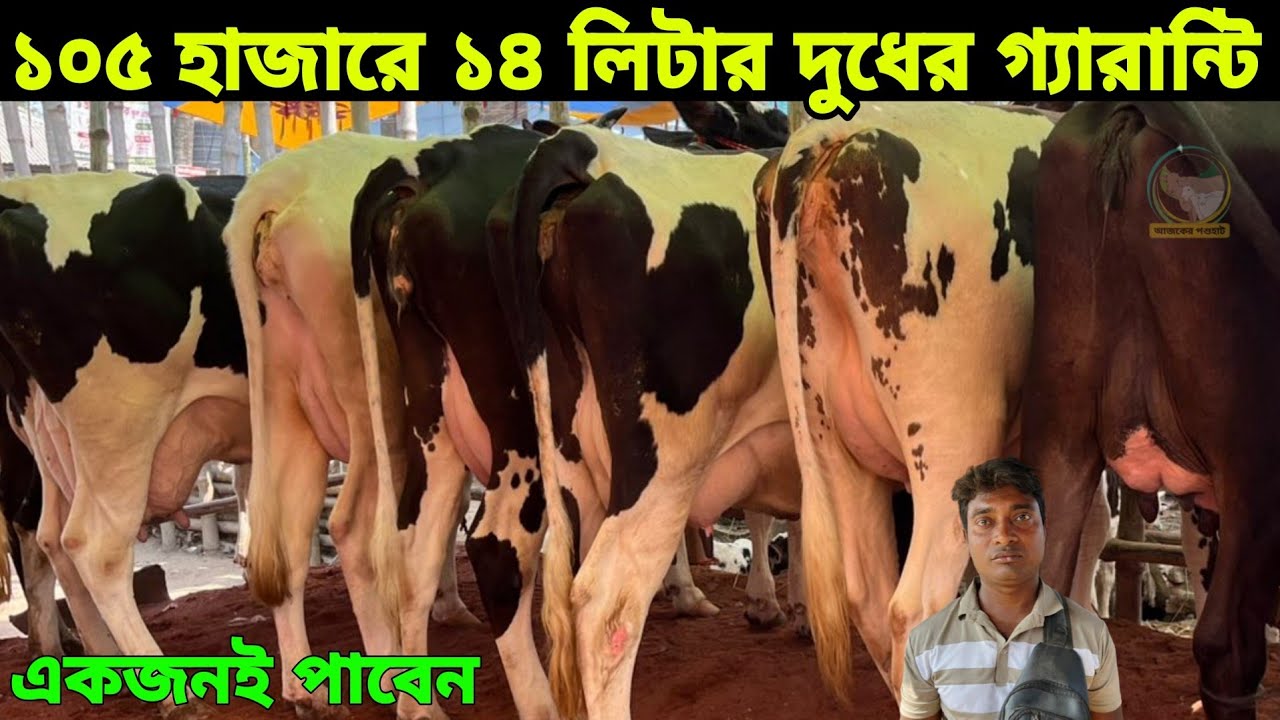 কম টাকায় বেশি দুধ! মাত্র ১০৫ হাজারে ১৪ লিটার দুধ ও মাত্র ১৩৫ হাজারে ১৪লিটার দুধসহ ৩ মাস প্রেগন্যান্ট