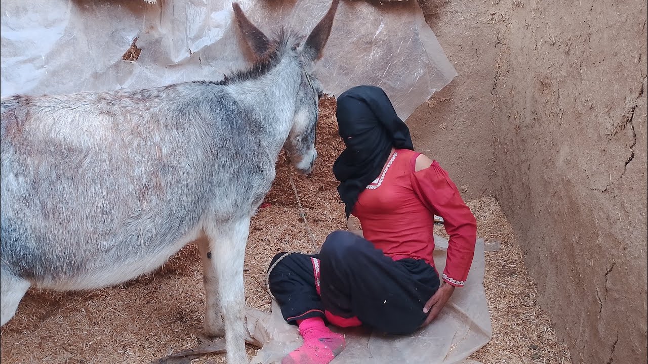 My Donkey’s New Drama 🤣 | Funny Animal Video