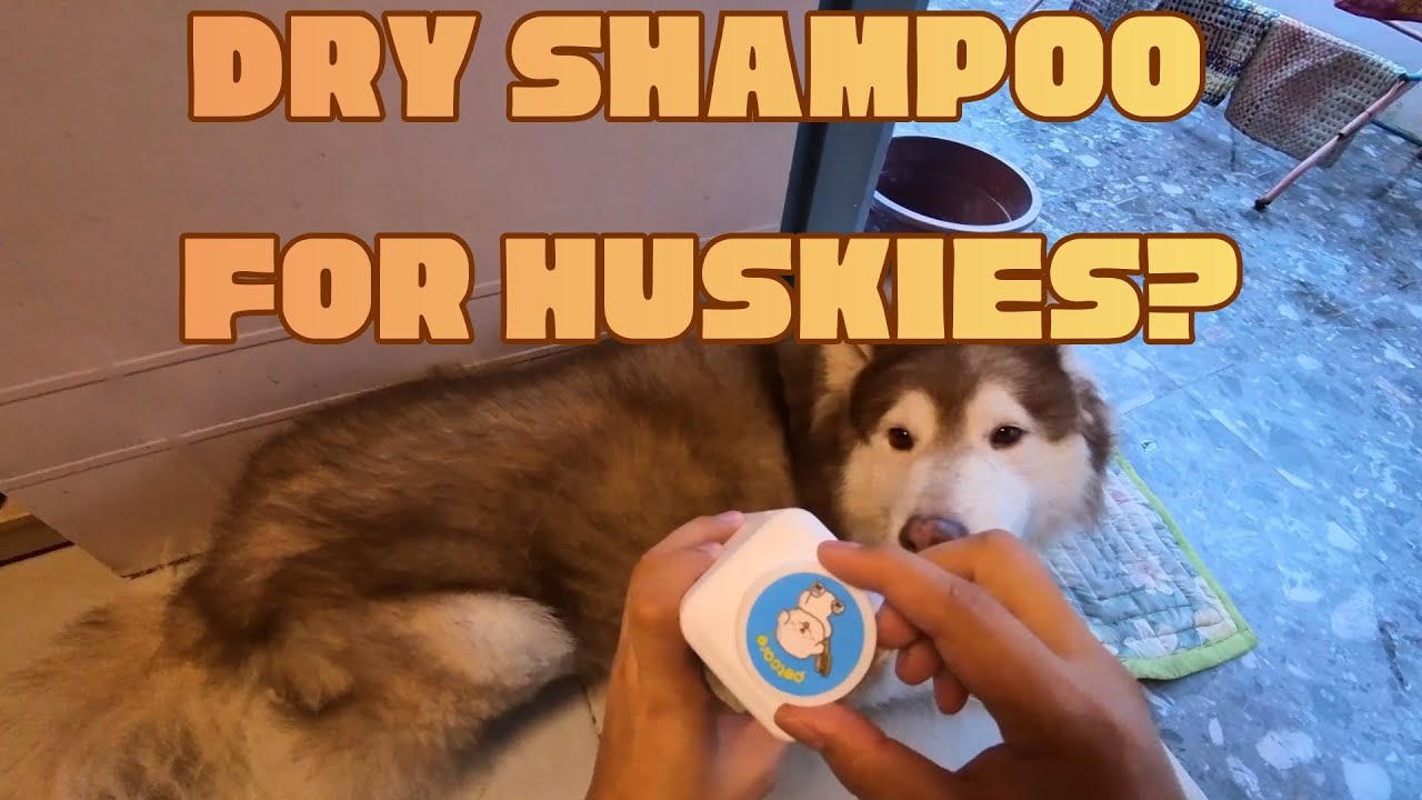 POV: Trying Dry Shampoo Powder on My Huskies | Grooming Vlog | Silent Vlog