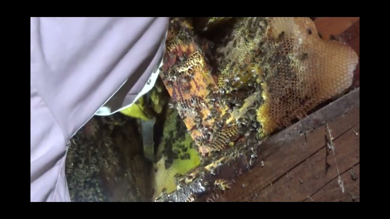 Sauvetage d'un nid d'abeilles géant au château de Bouzot - Suite et fin (26 mars 2024)