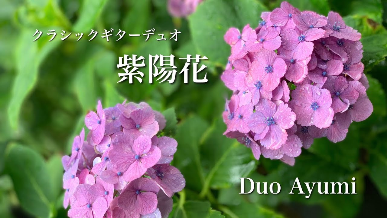 紫陽花／莉 燦馮【クラシックギターデュオ】