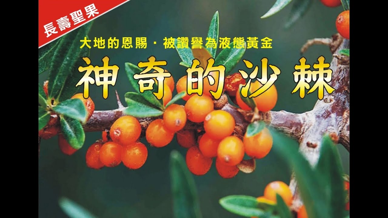 油-你真好：解析沙棘油在自然醫學中扮演的重要角色 (果莊農地｜張喬峰老師主講)
