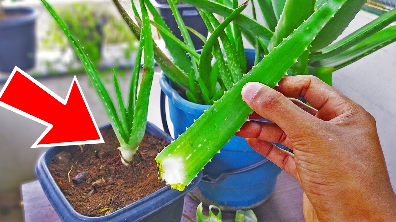 Como Plantar Babosa em Vaso ( DICAS  IMPORTANTES )