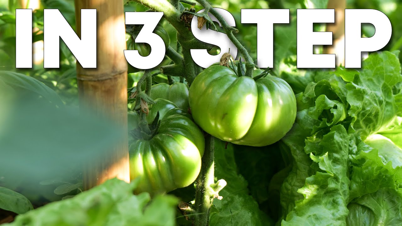 POTATURA del POMODORO e MELANZANA: metodo avanzato