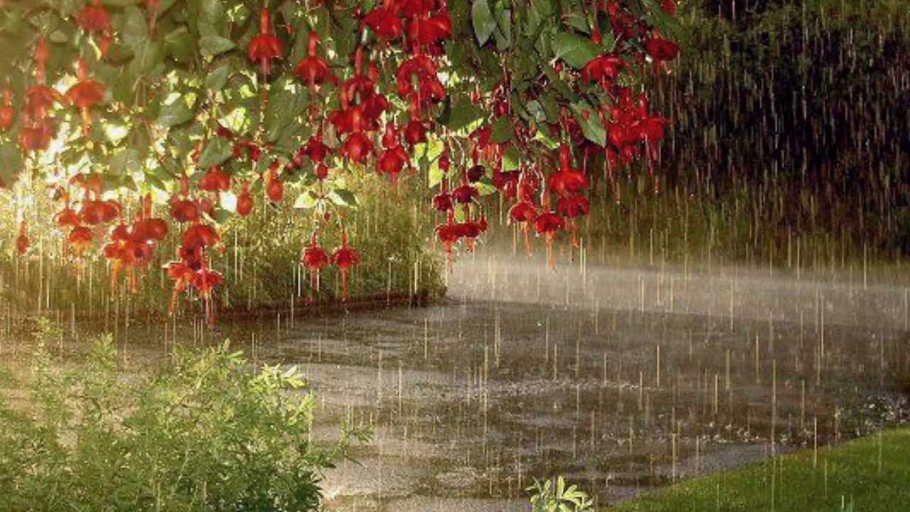 Piano dla ...  (muzyka i poezja)