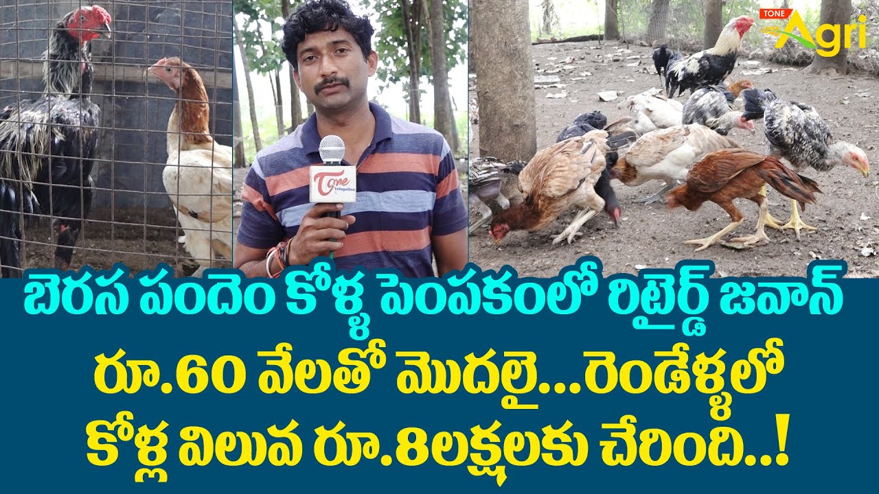 Berasa Kollu | బెరస పందెం కోళ్ళ పెంపకంలో రిటైర్డ్ జవాన్ రూ.60వేలతో మొదలై రూ.8లక్షలకు...  Tone Agri