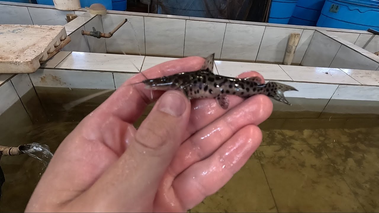 Esse é o pintado gaúcho, peixe resistente ao frio