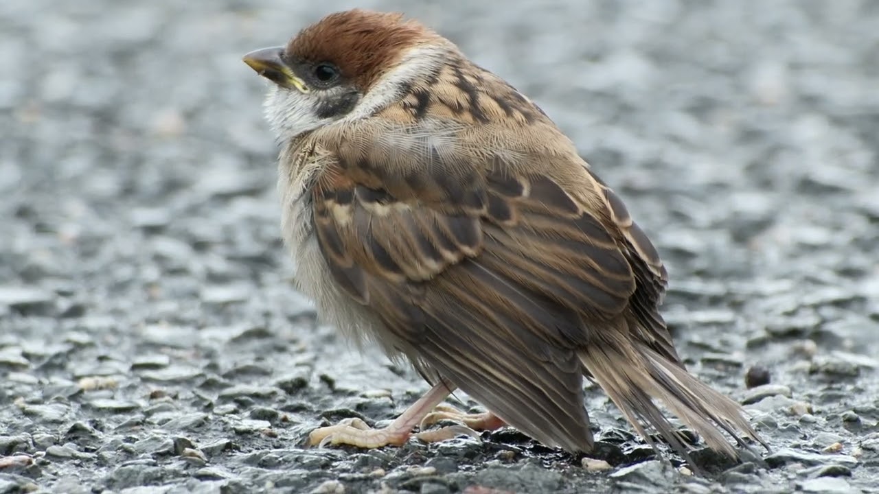 #60207 #スズメ #sparrowbird #birds #sparrow #すずめ