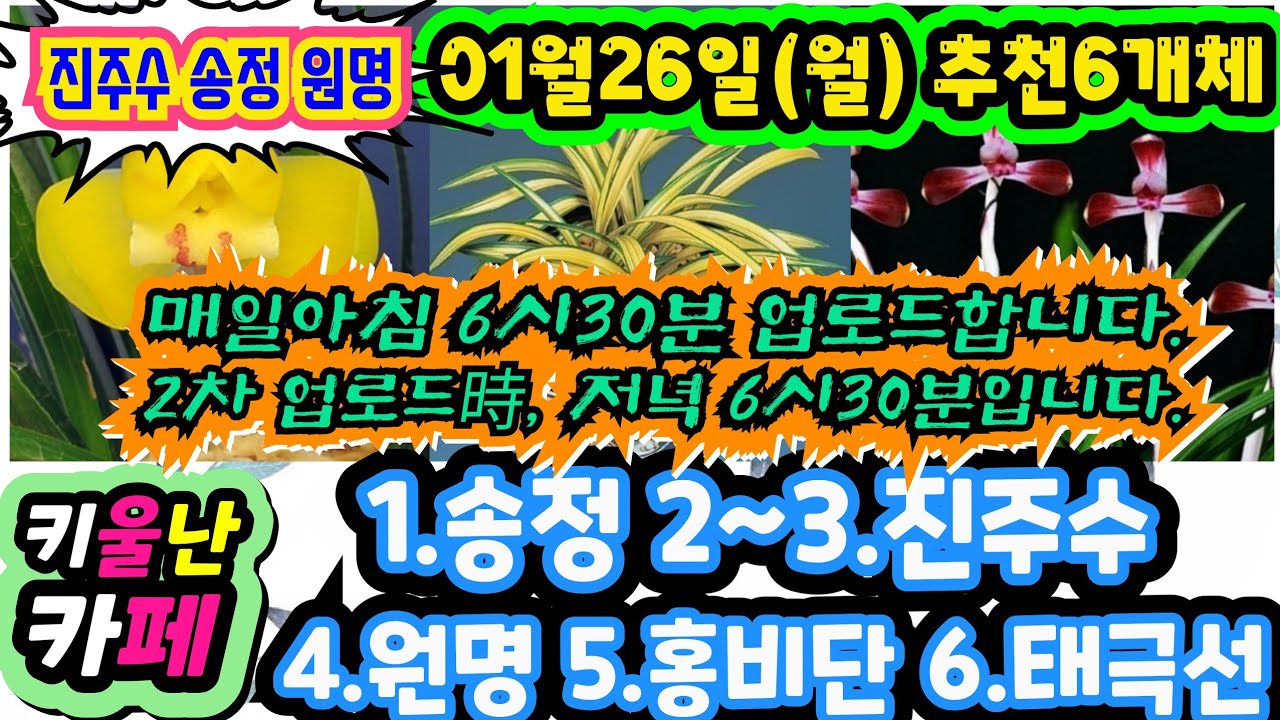 01/26(월) #키울난카페 [1.송정 2~3.진주수 4.원명 5.홍비단 6.태극선] #orchid 