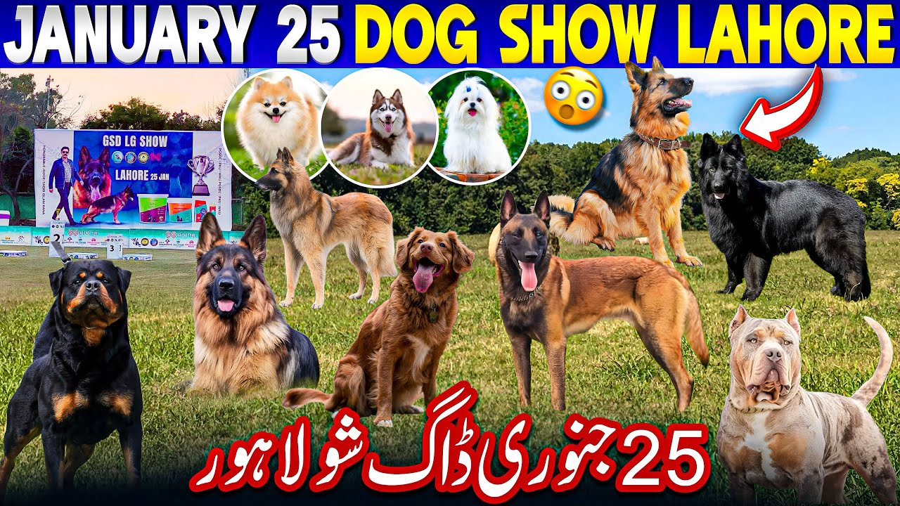 Lahore Casic All Breed Dog Show in Model Town Lahore 2026 | BEST DOG SHOW IN PAKISTAN
