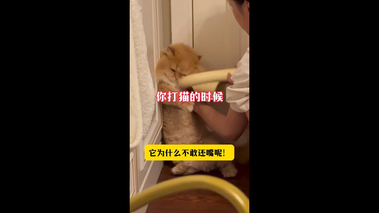 你打猫的时候它为什么不敢还嘴呢！ 可不是猫咪不敢咬你！#养猫经验分享 #科学养宠攻略 #新手养猫 #养猫人 #猫咪