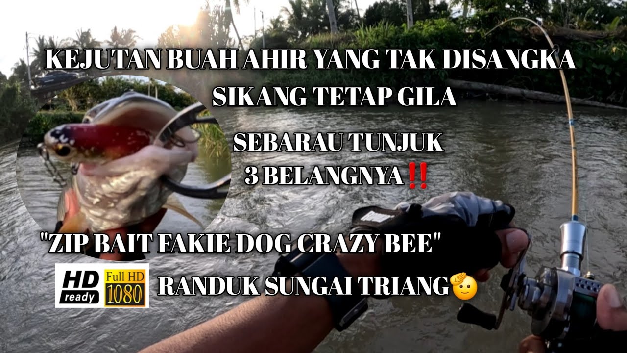 Pengembaraan Solo Meranduk Sungai Triang-Sambaran Tak Terduga Sebarau 3 Belang-Zipbait-Vlog353