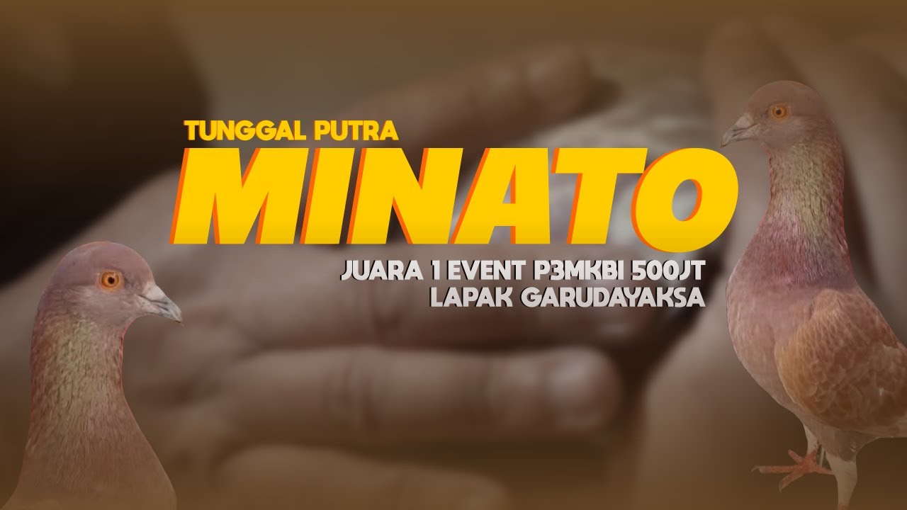 MINATO TRAH PASAR❓SANG JAWARA EVENT P3MKBI 500 JUTA LAPAK GARUDAYAKSA TEMANGGUNG🔥