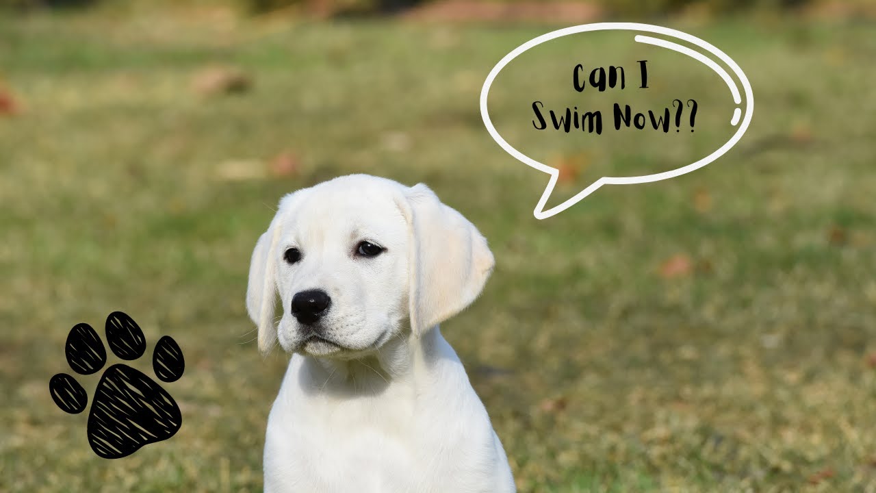 Adorable 6 Week Old Labrador Puppies Playing Outside!