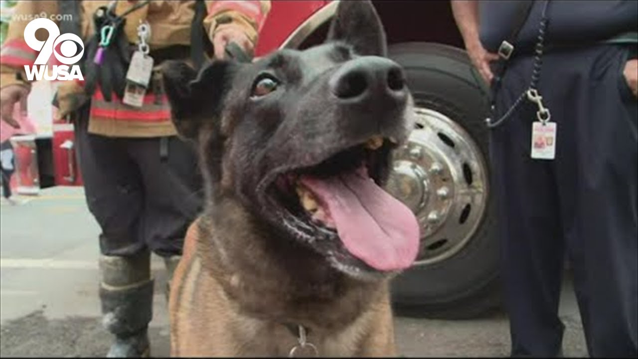 Meet Kimber, the search and rescue dog who located the trapped worker in the DC  building collapse
