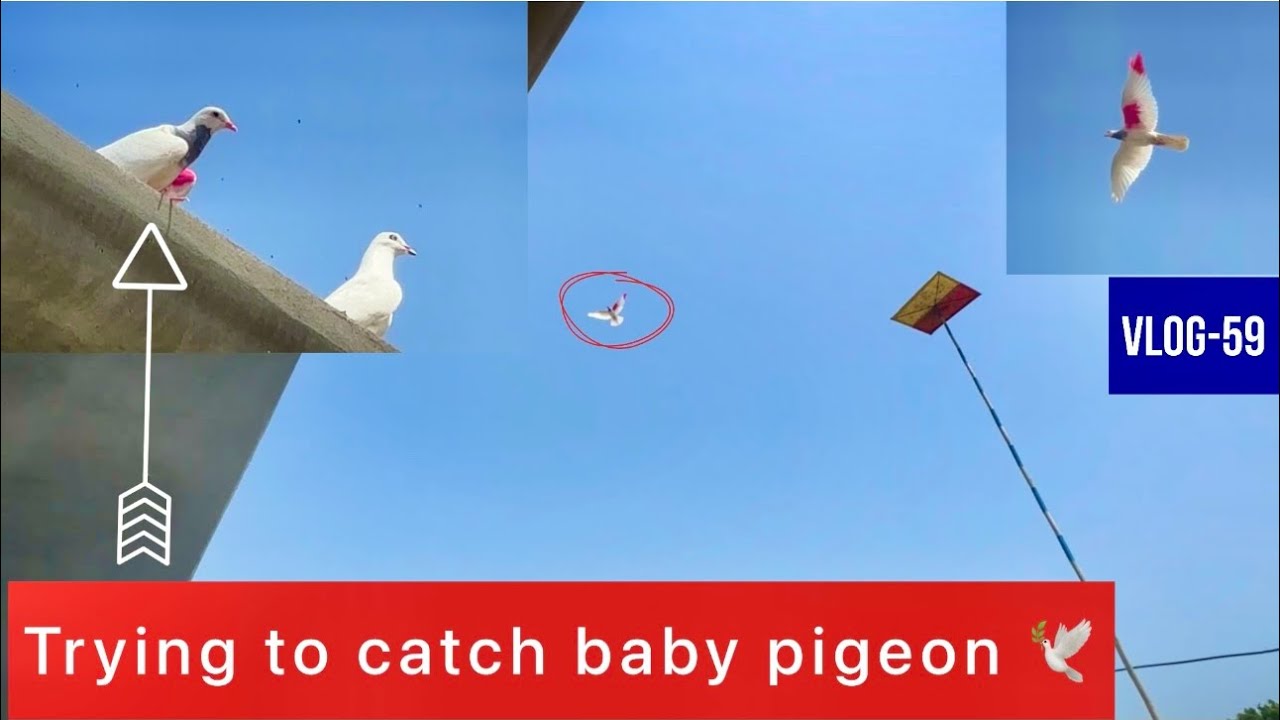Trying to catch new baby pigeon 🕊️|| ਤੇ ਇੱਕ ਕਬੂਤਰ ਹੋਰ gift ਕਰਤਾ ਅੱਜ || full day vlog