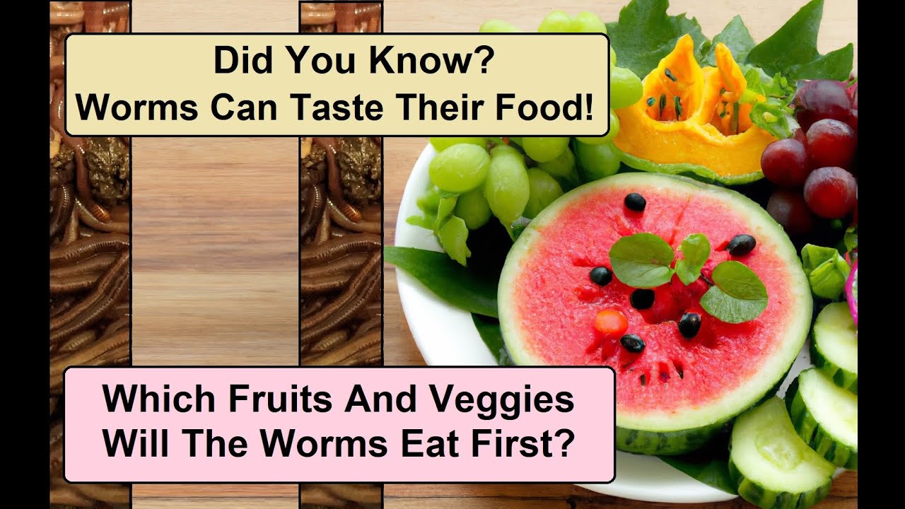 Which Fruits & Veggies will Red Wigglers Eat First! Watch this Time-Lapse to Find Out. Vermicompost
