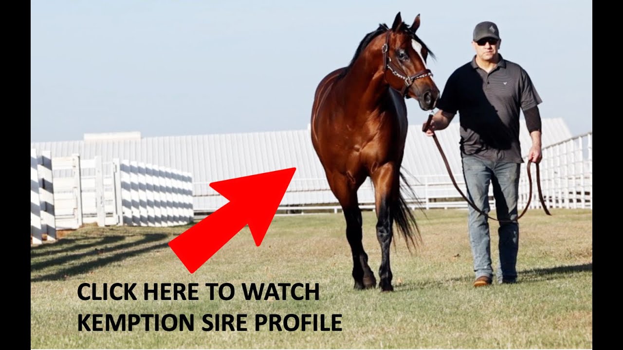 2026 Sire Profile: Kempton - StallioneSearch.com