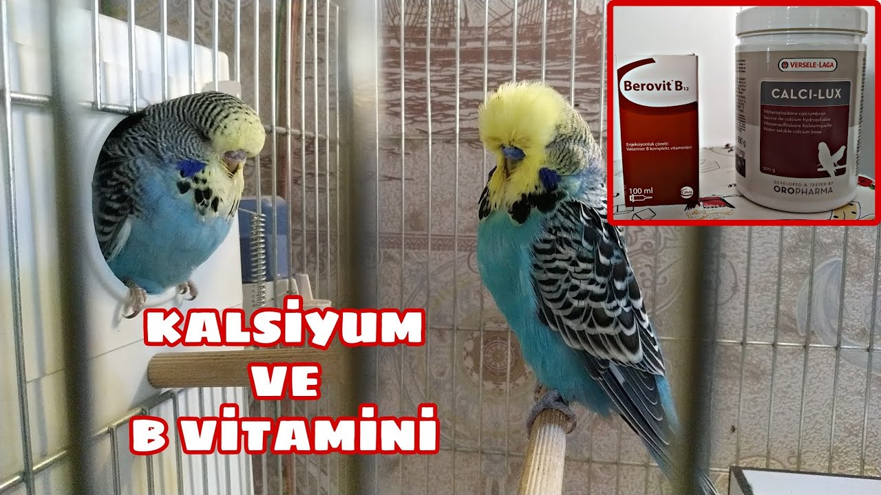 Muhabbet Kuşlarında Kalsiyum ve B vitamini