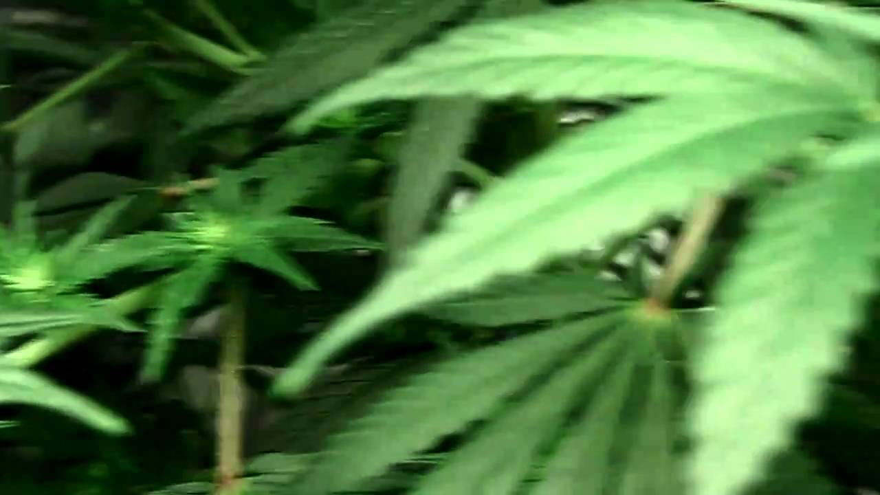 Grow tent T5 sunbalze 48 #2. White widow and super silver haze