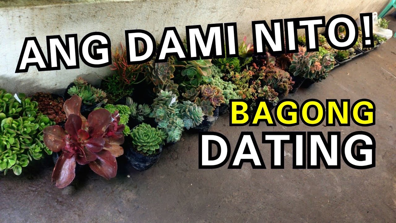 SUCCULENTS TOUR |GRAND NEW ARRIVAL OF PLANTS IN MINI DINO PARK & ECO GARDEN