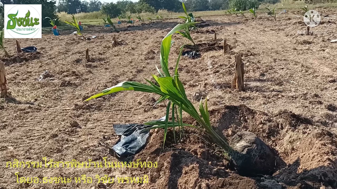 วิธีการปลูกมะพร้าว โดย อ.ธงชนะ หรือ วิชัย พรหมมิ