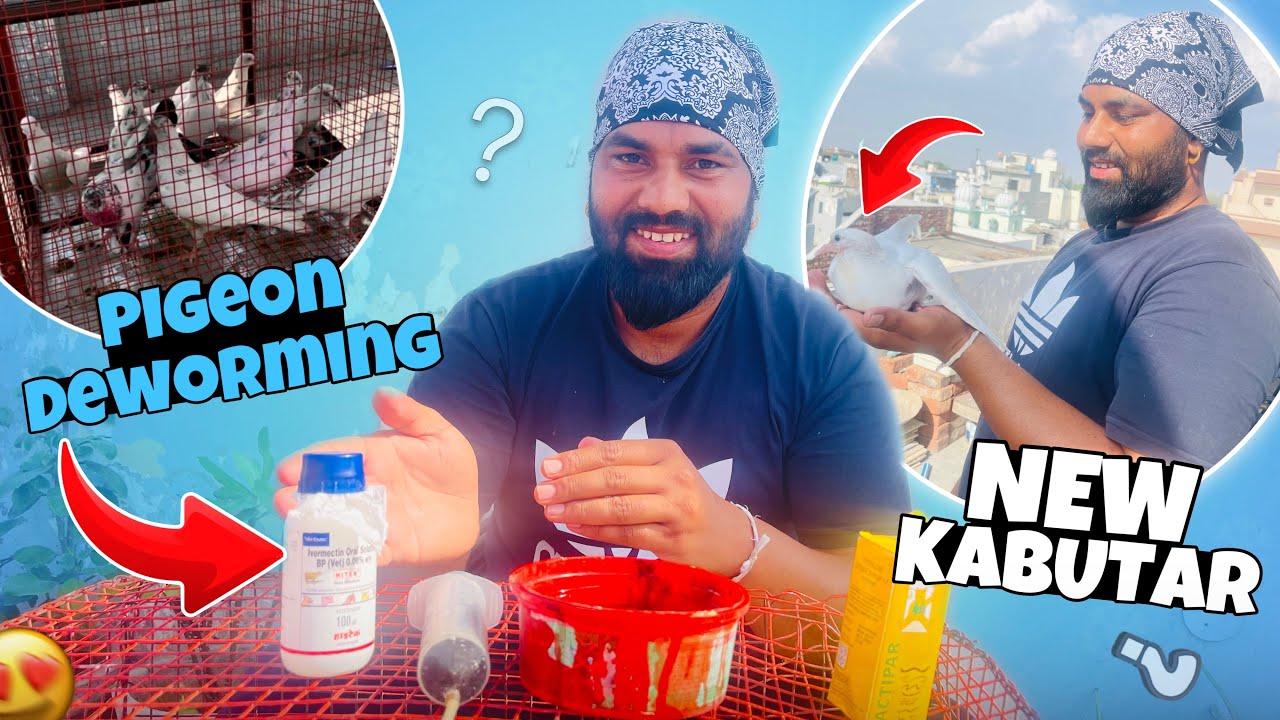 PIGEON DEWORMING ? | NEW BORN KABUTAR | ਕਬੂਤਰੀ ਨੇ ਛੱਤਰੀ ਤੇ ਅੱਡਾਂ ਦੇਤਾਂ 🤣 | ​⁠@sandeeptaggar295