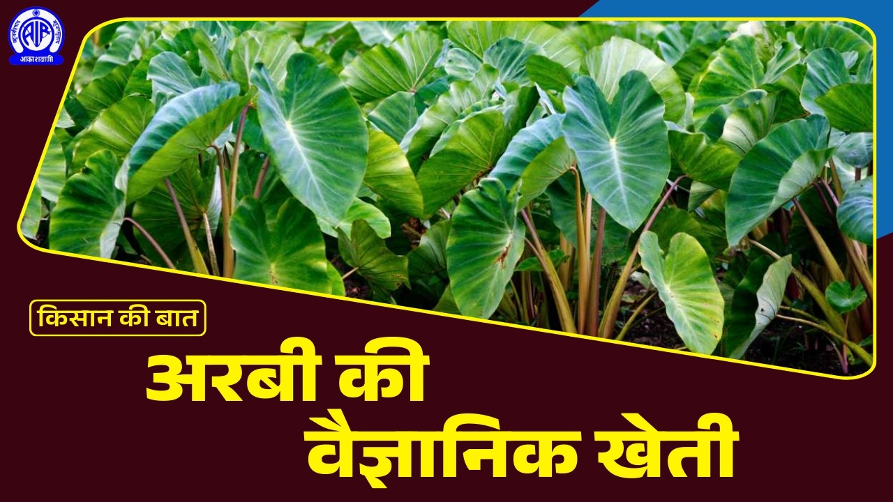 Kisan Ki Baat (किसान की बात) II अरबी की वैज्ञानिक खेती