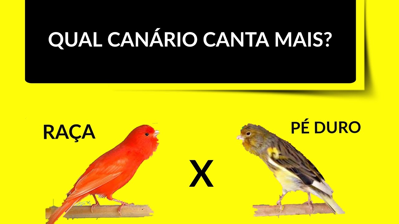 QUAL CANÁRIO CANTA MAIS?
