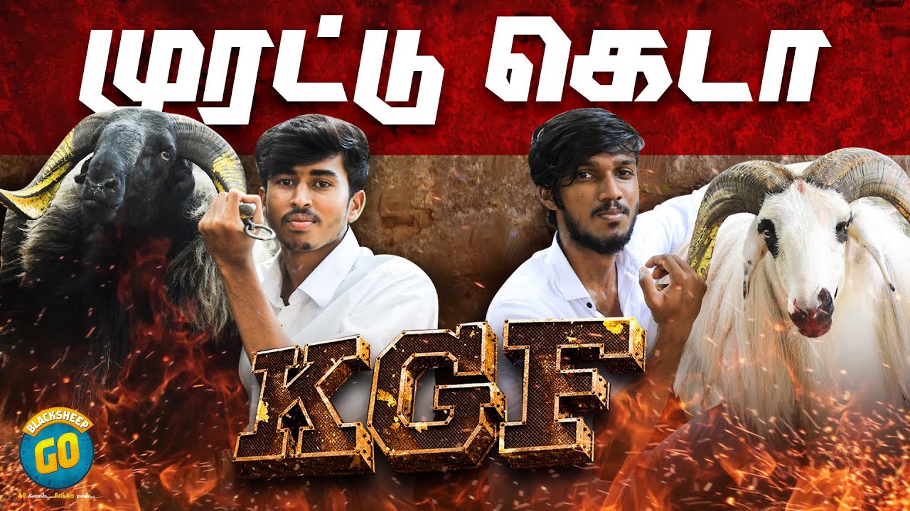 முரட்டு கெடா | KGF | Pet Talks | Blacksheep Go