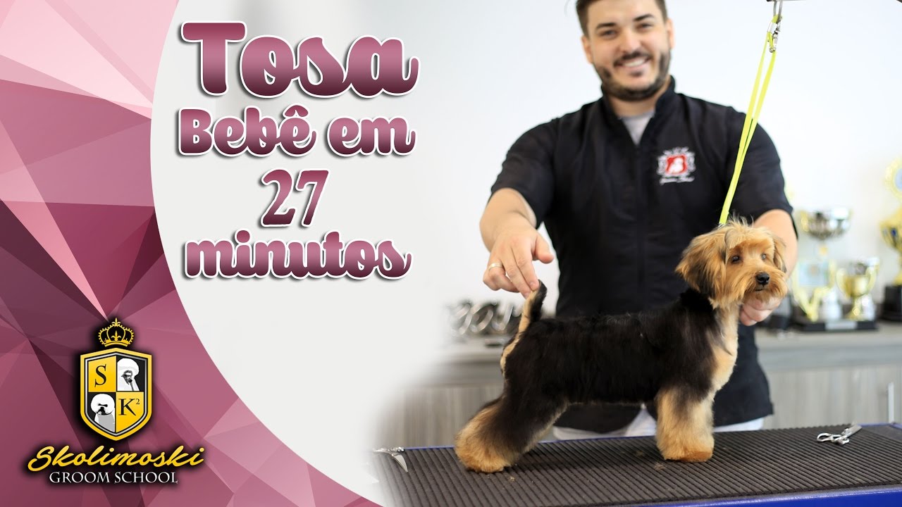 Tosa Bebê de 27 minutos !!! - Yorkshire Terrier