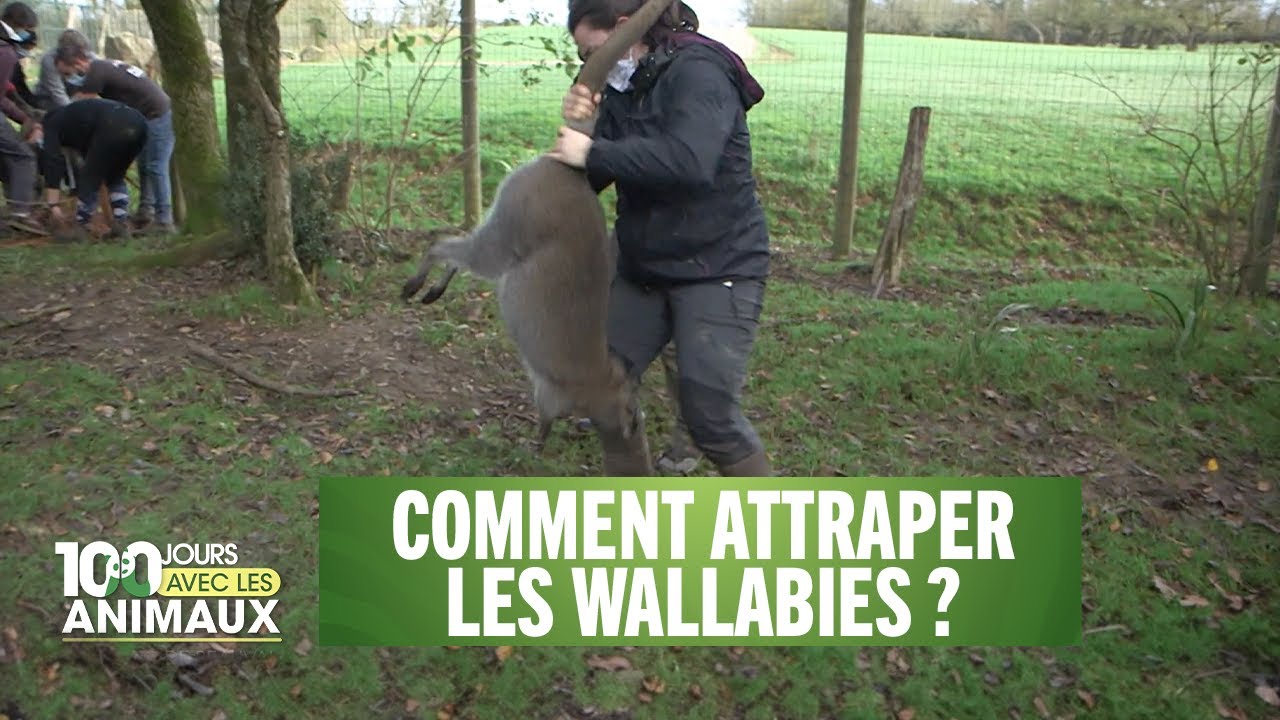 Comment attraper les wallabies ? - 100 jours avec les animaux du zoo