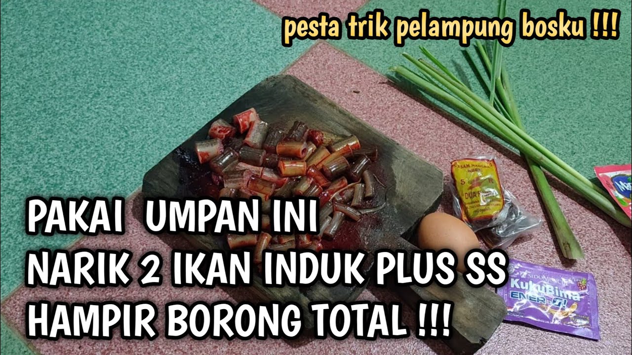 TUTORIAL MEMBUAT UMPAN BELUT GALATAMA LELE TERBARU 2022