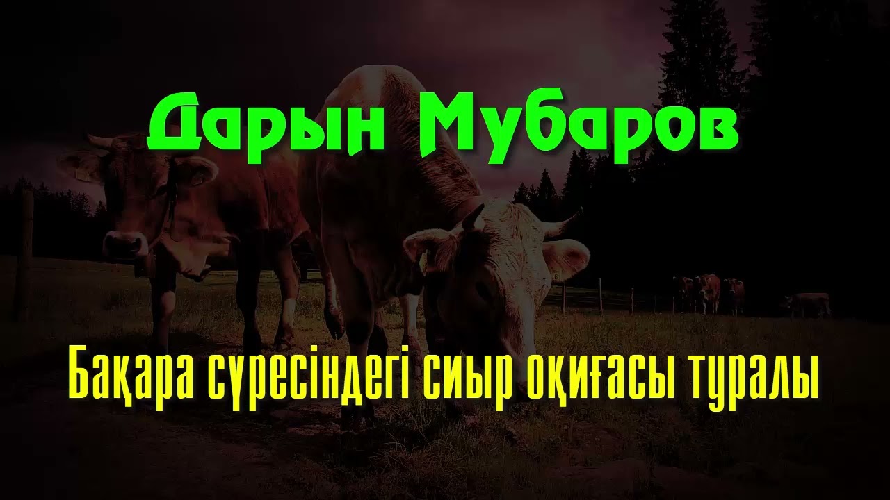 Бақара сүресіндегі сиыр оқиғасы туралы - Дарын Мубаров