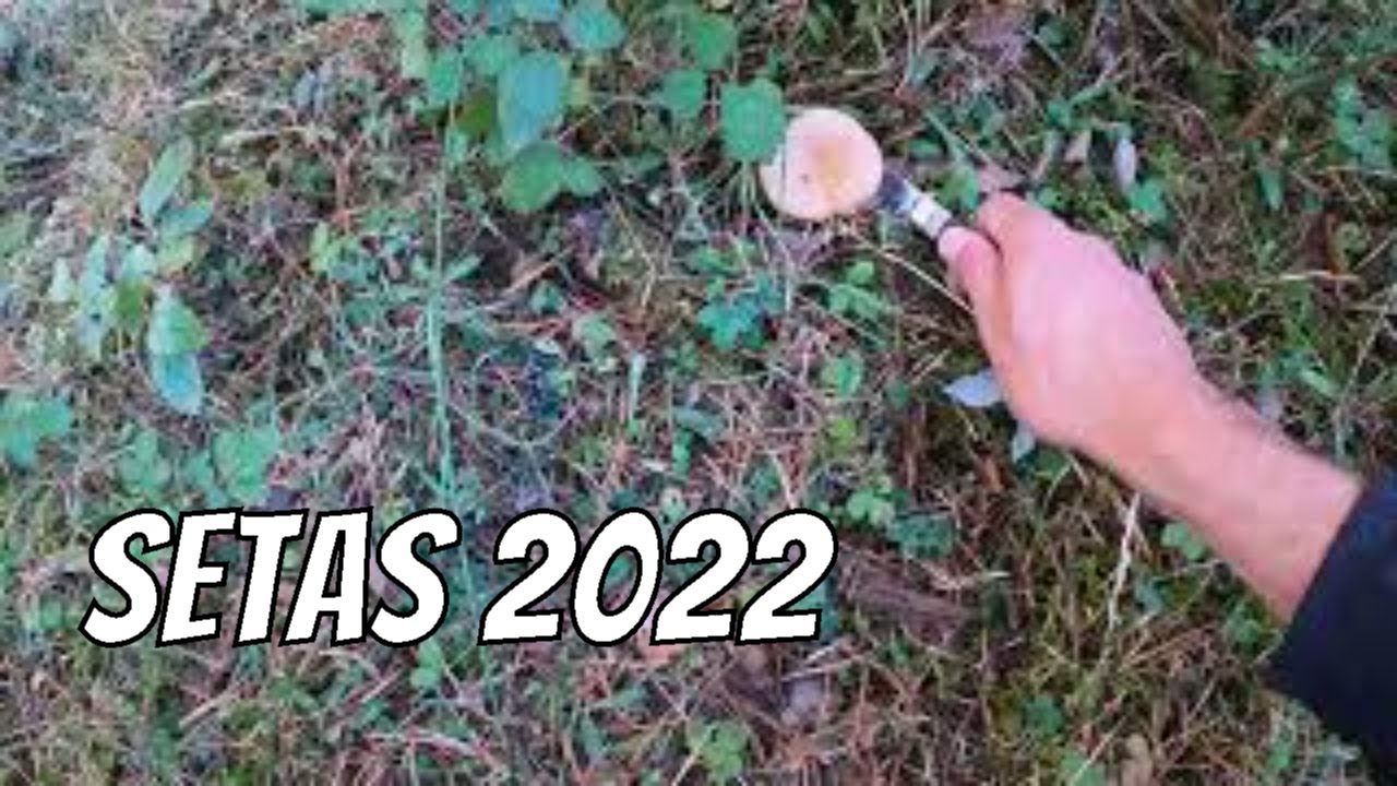 🌱 Setas 2022 🌱